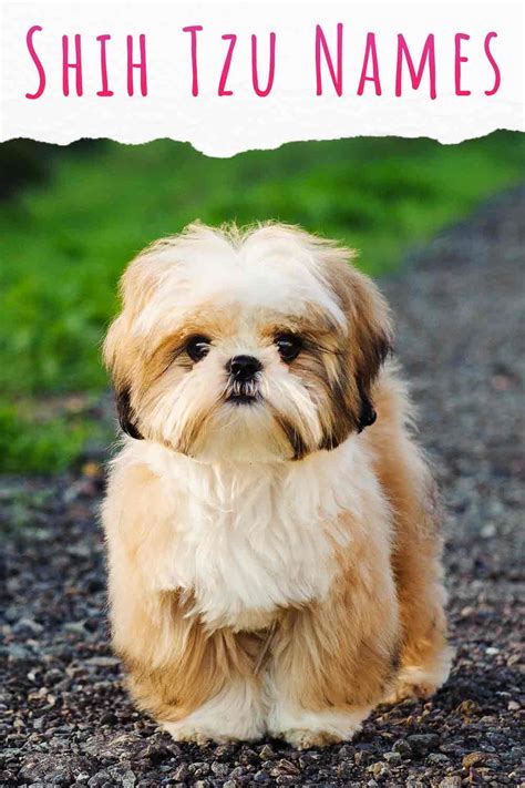 cute dog names for shih tzu|shih tzu female names unique.